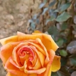 KIŞ ORTASINDA GÜLLER AÇTI, VATANDAŞLAR ŞAŞIRDI