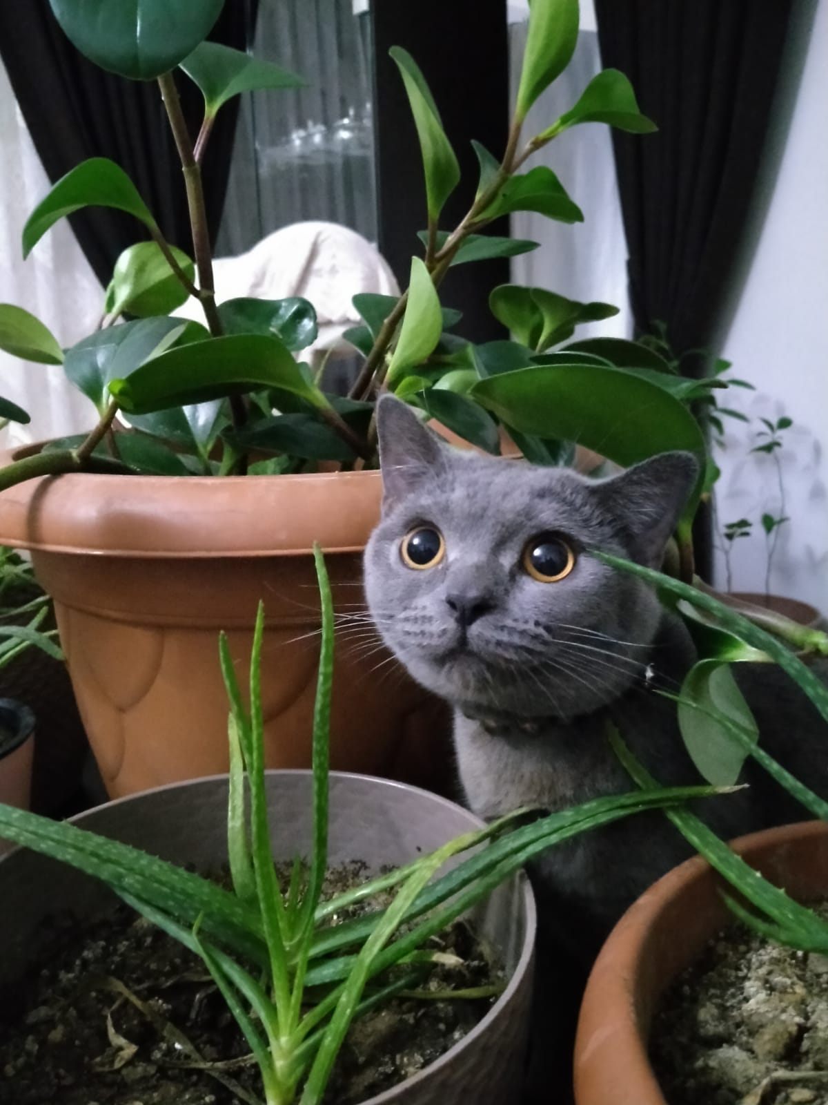 KEDİ 1